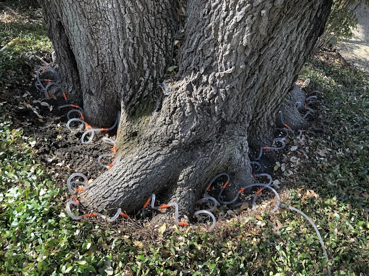 Detailed Tree Cabling and Bracing job site in Terra Bella