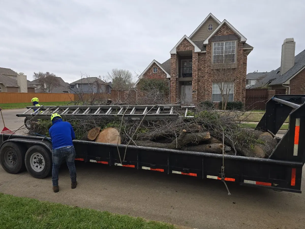 Expert Tree Removal with proper safety equipment in Terra Bella